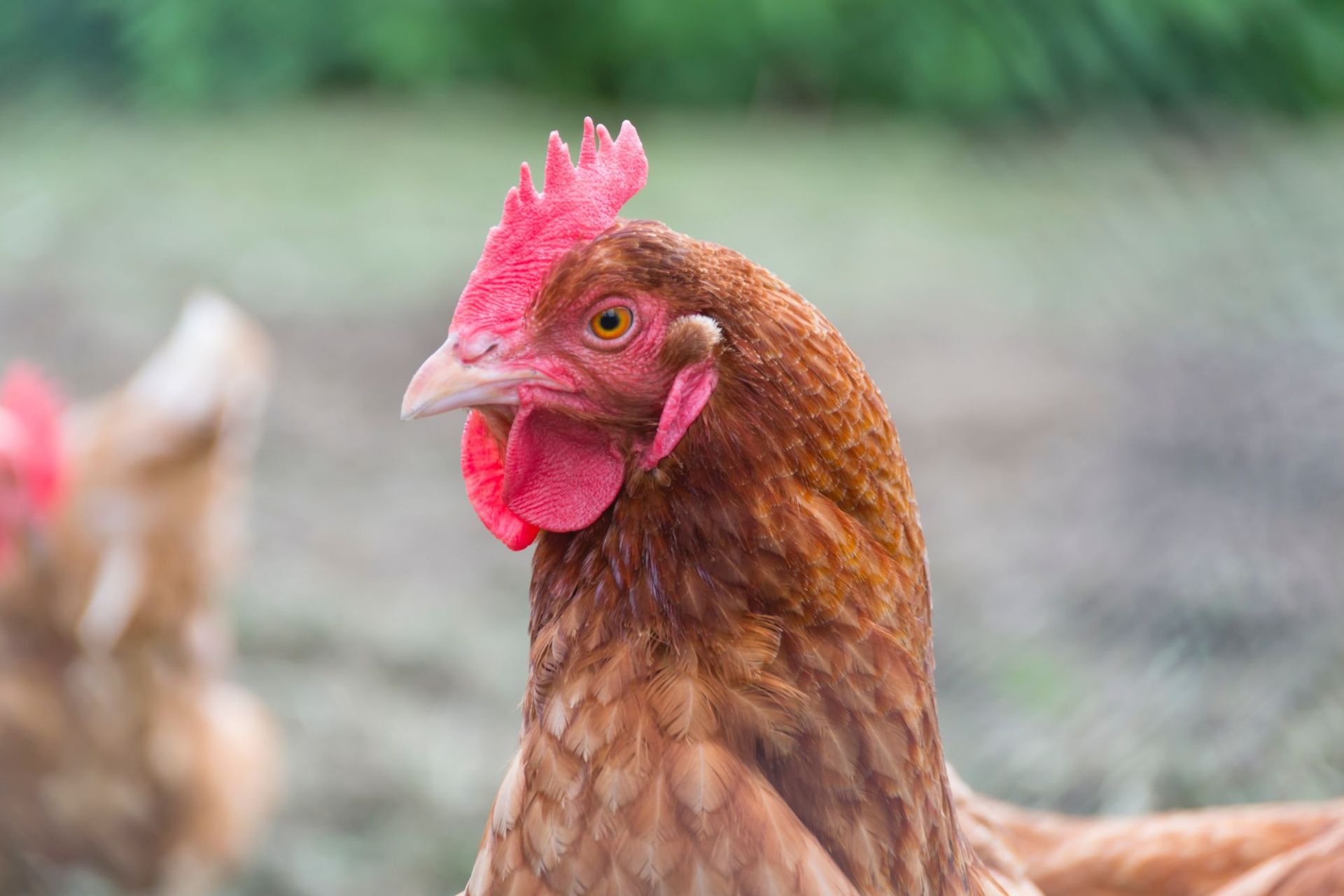 Poultry rendering plant, slaughtering carcasses, feathers, bones, blood, offal, and fat are processed